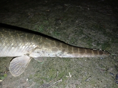 Lepisosteus oculatus
