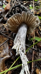 Entoloma medianox
