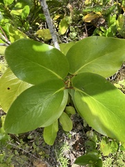 Griselinia lucida