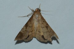 Oxyodes scrobiculata