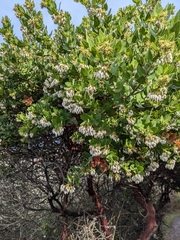 Arctostaphylos montaraensis