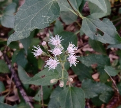 Koanophyllon longifolium