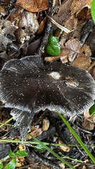 Entoloma medianox