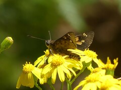 Trapezites phigalioides