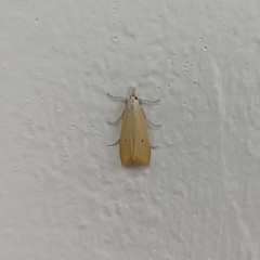 Scirpophaga incertulas