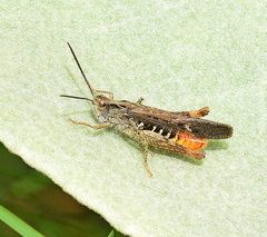 Chorthippus maritimus maritimus