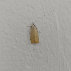 Scirpophaga incertulas