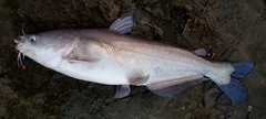 Ictalurus furcatus