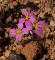 Levenhookia leptantha