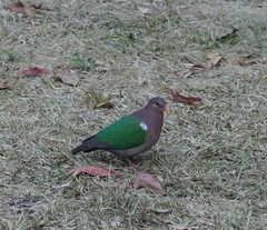 Chalcophaps longirostris