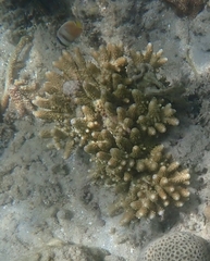 Acropora humilis