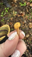 Cudonia spathulata