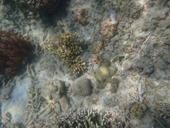 Acropora humilis