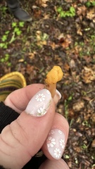 Cudonia spathulata