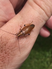 Balta bicolor