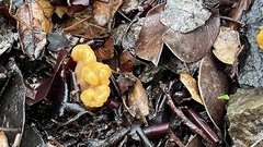 Cudonia spathulata