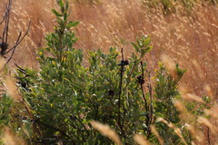 Protea gaguedi
