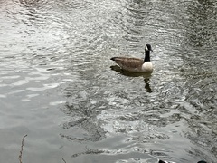 Branta canadensis