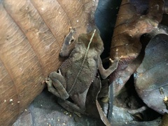 Rhinella