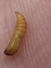 Lantanophaga pusillidactylus