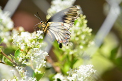 Battus polydamas psittacus