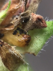 Lantanophaga pusillidactylus