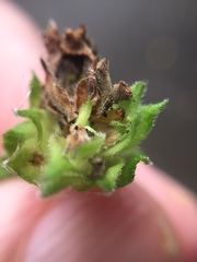 Lantanophaga pusillidactylus