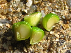 Phyllanthus ussuriensis