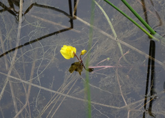 Utricularia