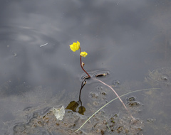 Utricularia