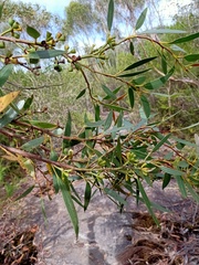 Eucalyptus obstans