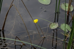 Utricularia
