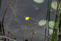 Utricularia