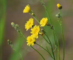 Crepis tectorum