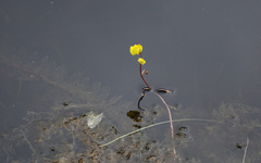 Utricularia