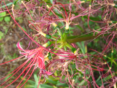 Lycoris radiata
