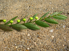 Phyllanthus ussuriensis