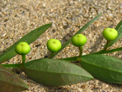 Phyllanthus ussuriensis