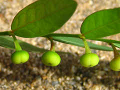Phyllanthus ussuriensis
