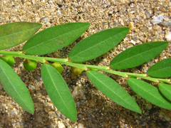 Phyllanthus ussuriensis