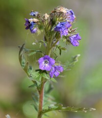 Phacelia franklinii