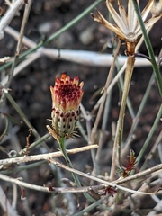 Adenophyllum