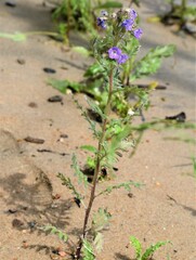 Phacelia franklinii