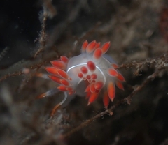 Coryphella trilineata