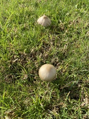 Conocybe apala