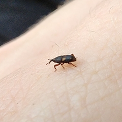 Sitophilus