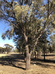 Allocasuarina luehmannii