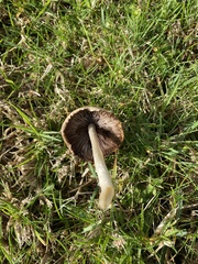 Conocybe apala