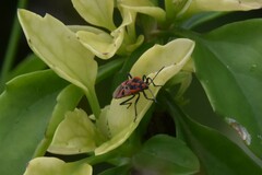 Spilostethus furcula
