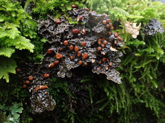Lobaria